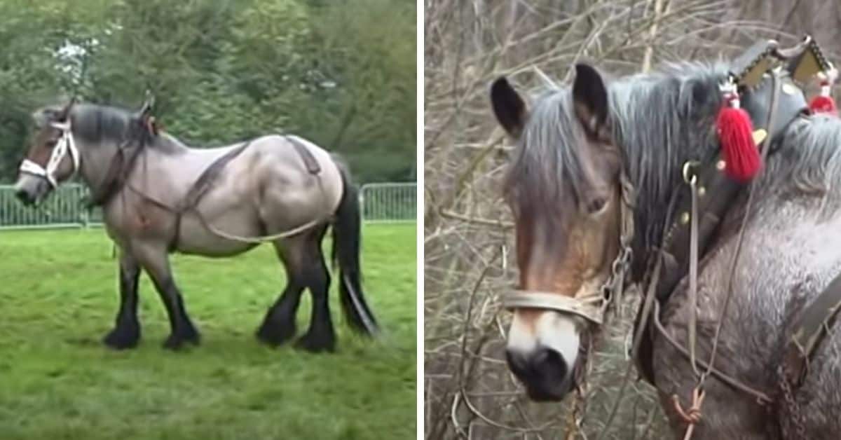 Petra Draft Horse